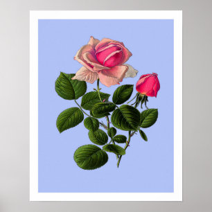 Pink Tea Roses Poster
