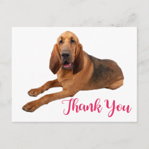 Pink Thank You Bloodhound Puppy Dog Postcard