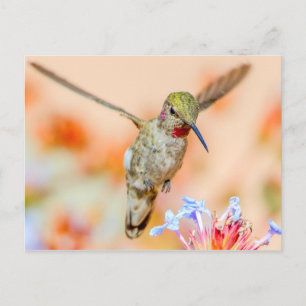 Pink-Throated Hummingbird Flying Over Flowers Postcard