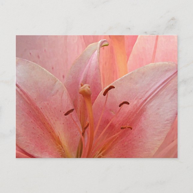 Pink Tiger Lily Invitation Postcard (Front)