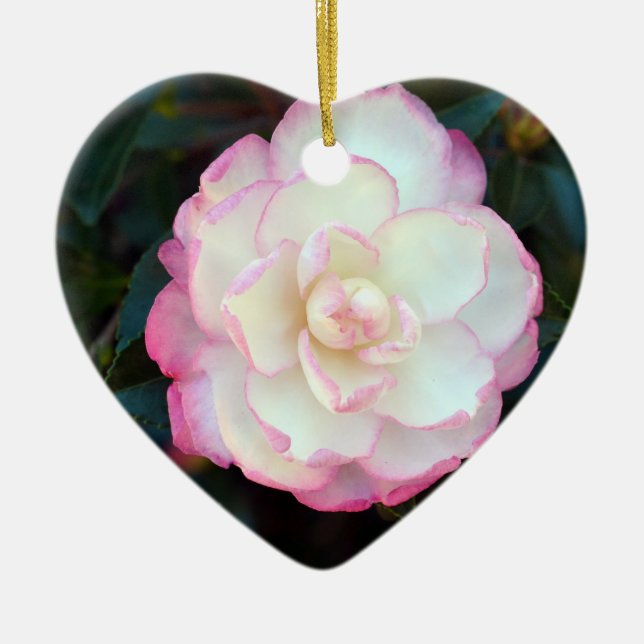 Pink Tipped Camellia-053 Ornament (Front)