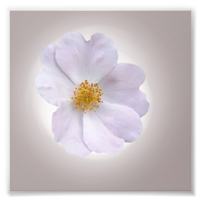 pink to purple photo print (Front)