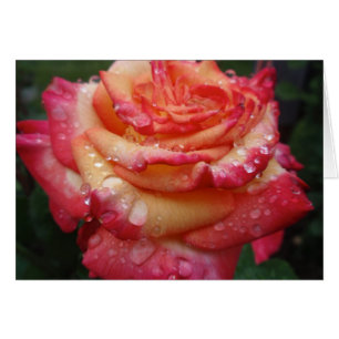 Pink to Yellow Rainbow Rose