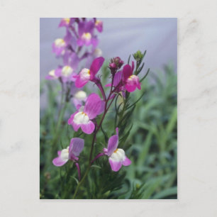 Pink Toadflax (Linaria Maroccana) flowers Postcard