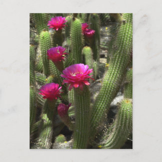 Pink Torch Cactus Postcard