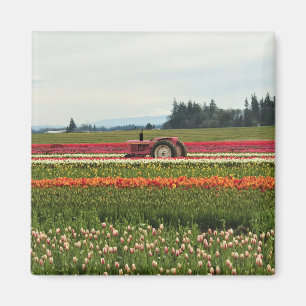 Pink Tractor in Tulip Field Magnet