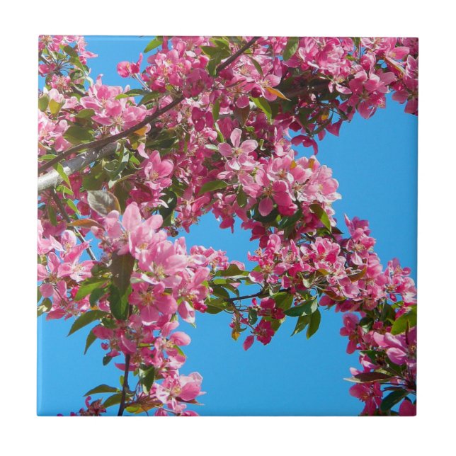 Pink Tree Blossom and Blue Sky Tile (Front)