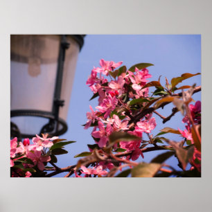 Pink Tree Blossoms Photo Value Poster Paper
