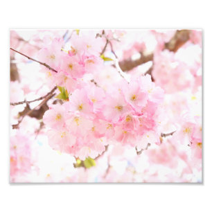 Pink Tree Sakura Cherry Blossom Photo Print
