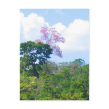 Pink Tree Venezuela Jungle Landscape