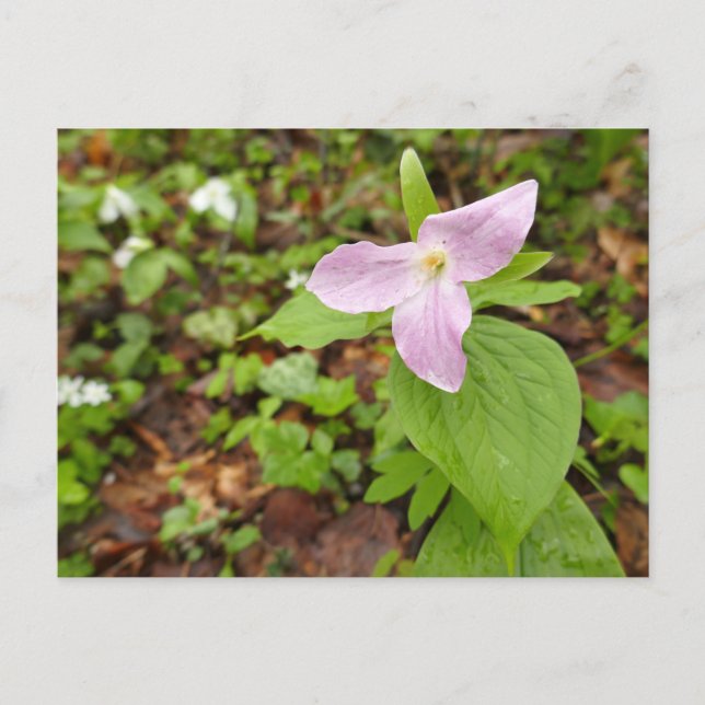 Pink Trillium Flower Postcard (Front)