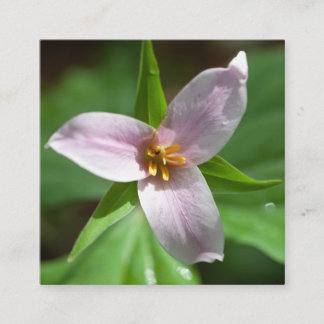 Pink Trillium Wildflower in Forest Sunlight Square Business Card