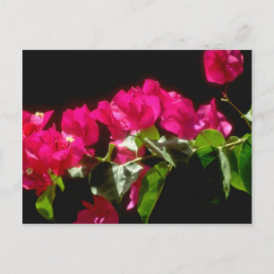 Pink Tropical flowers, Ocho Rios flowers Postcard