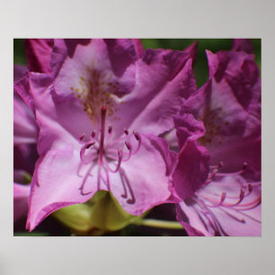 Pink Tropical Flowers Poster
