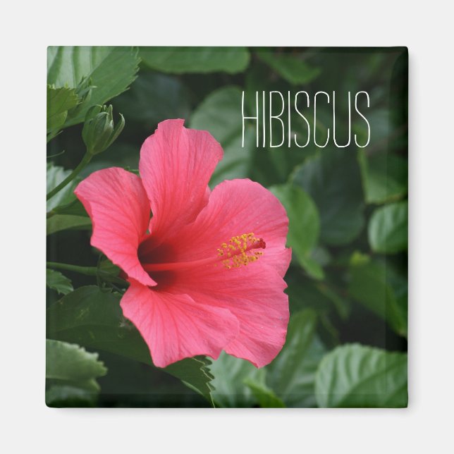 Pink Tropical Hibiscus Magnet (Front)