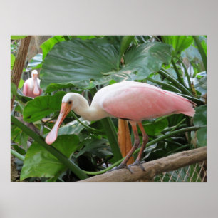Pink Tropical Roseate Bird Poster