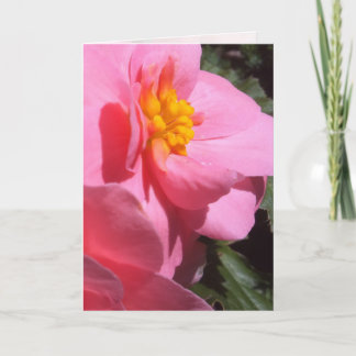 Pink Tuberous Begonia Greeting Card