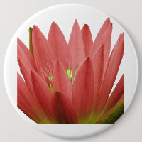 Pink Tulip