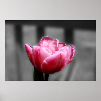 Pink Tulip Black and white poster or print