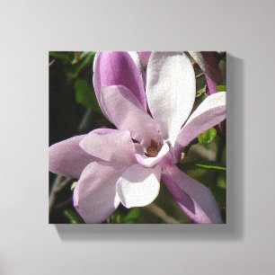 Pink Tulip Blossom of Spring Canvas Print
