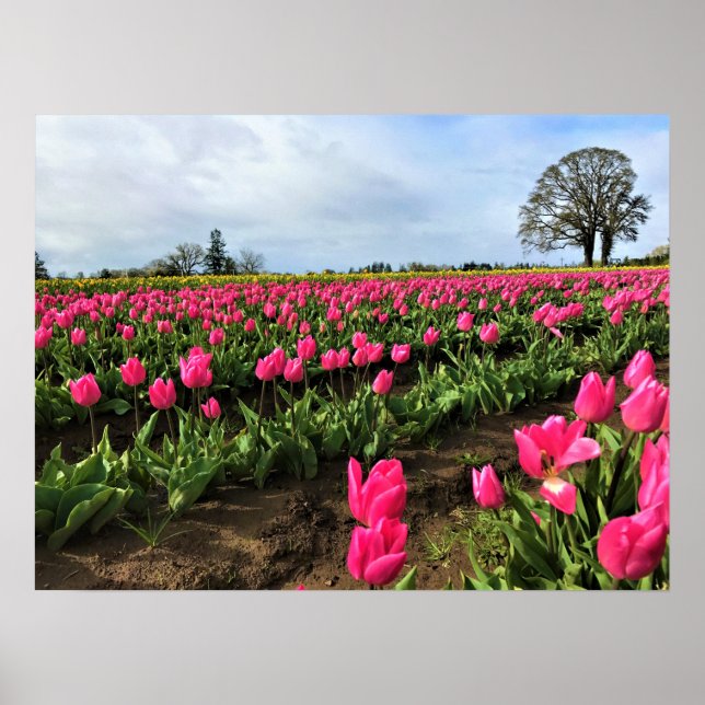 Pink Tulip Field, Oregon Poster (Front)