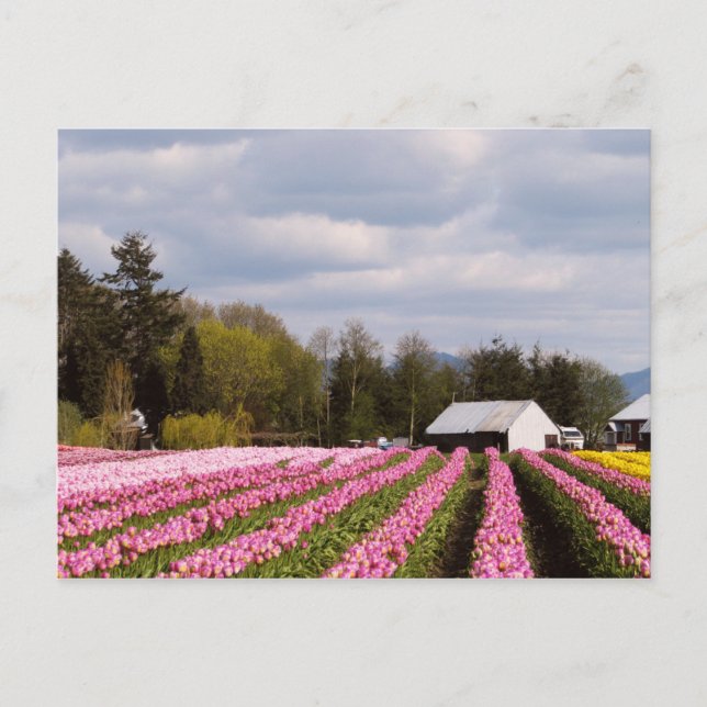 Pink Tulip Field Postcard (Front)