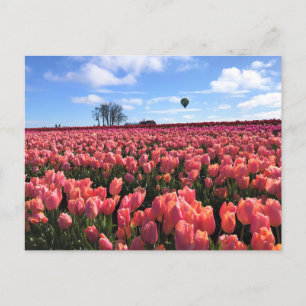 Pink Tulip Field with Hot Air Balloon, Oregon Postcard