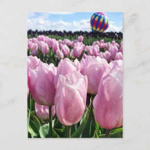 Pink Tulip Field with Hot Air Balloon, Oregon Postcard