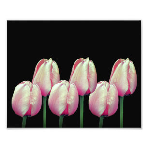 Pink Tulip Flowers 8x10 Photo Print