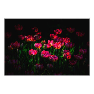 Pink tulip flowers photo print