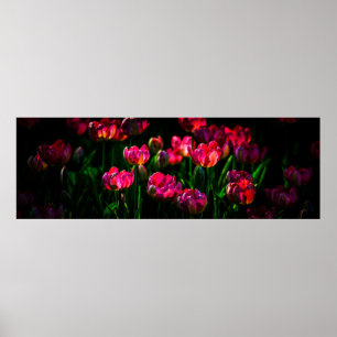 Pink tulip flowers poster