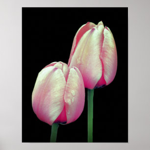 Pink Tulip Flowers Poster