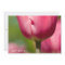 Pink Tulip Macro DSC0852