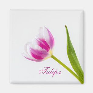 Pink Tulip Magnet