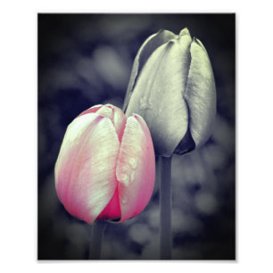 Pink Tulip Pair Black And White Partial Colour 8x1 Photo Print