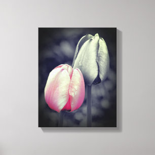 Pink Tulip Pair Black And White Partial Colour  Canvas Print