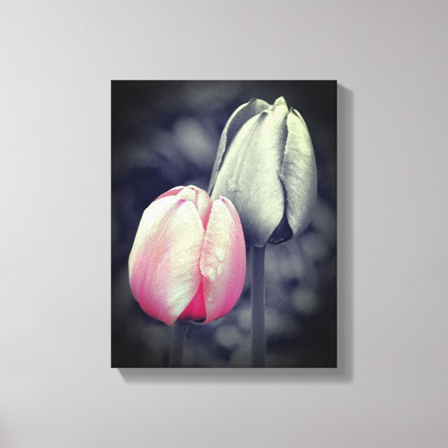 Pink Tulip Pair Black And White Partial Colour  Canvas Print (Front)