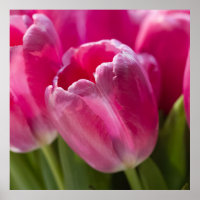Pink Tulip Portrait