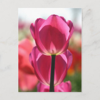 Pink Tulip Post Card