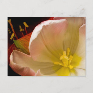 Pink Tulip Postcard