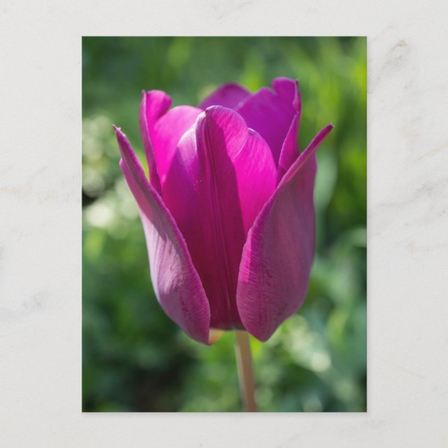 Pink Tulip Postcard (Front)