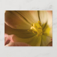 Pink Tulip