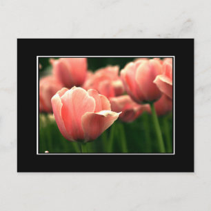 Pink Tulip Postcard! (with border) Postcard