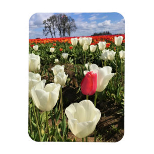 Pink Tulip Standing Out, Oregon Magnet