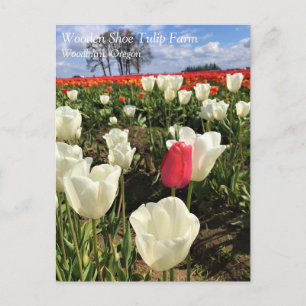 Pink Tulip Standing Out, Oregon Postcard