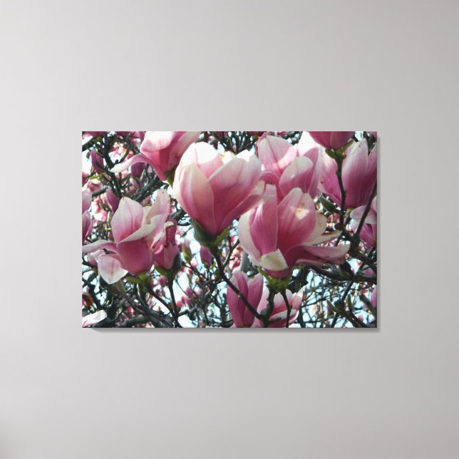 Pink "Tulip Tree" Blossoms Wrapped Canvas Print (Front)