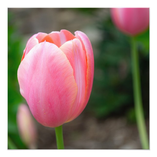 Pink Tulip Wall Decor Photo Print (Front)
