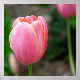 Pink Tulip Wall Decor Poster