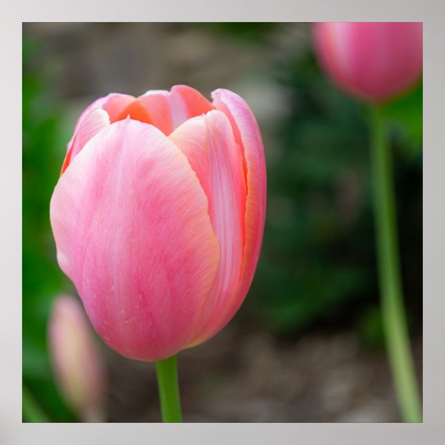 Pink Tulip Wall Decor Poster (Front)