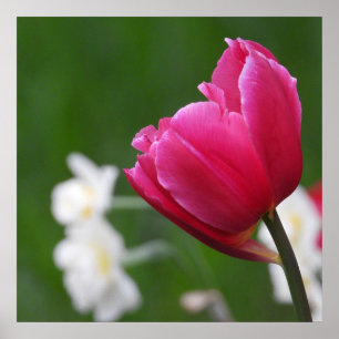 Pink Tulip white daffodils Poster